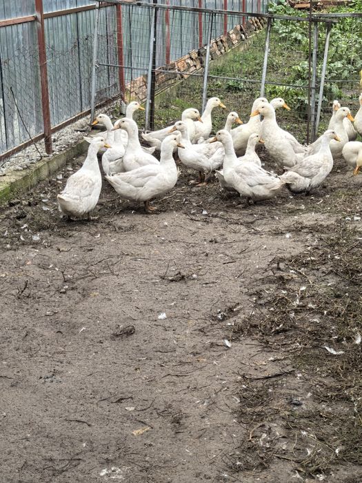 Rate pekin (tineret)