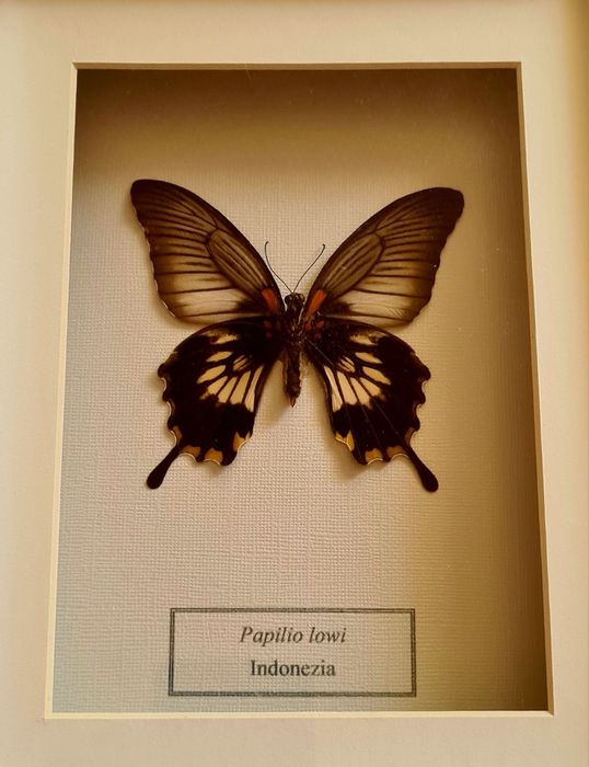 Fluturas Real Inramat Fluture Fluturi Reali Insectar Tablou