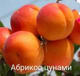 "Алма жеміс-жидек көшеттерін сатамыз/Продаем саженцы яблок,ягод и фрук