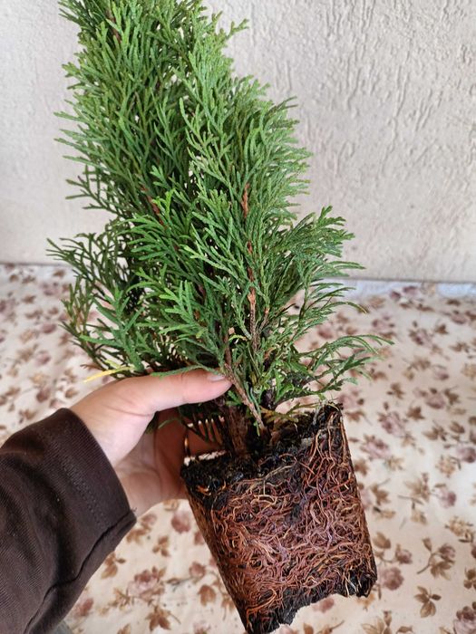 Tuia Smarald 40-50 cm