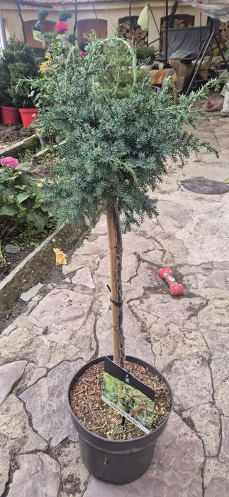 Сребрист смърч, Фотиния, лавровишна, кипарис, лейланд, туя, нандина