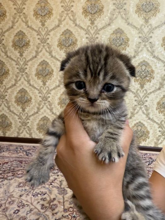 Продам котят  породы серебристый шиншила
