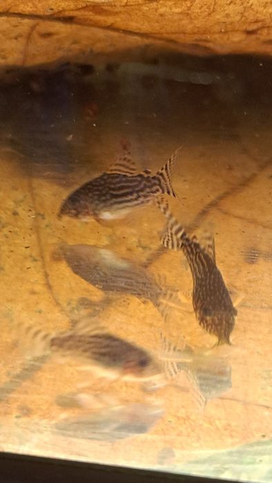 Pesti de acvariu corydoras sterbay juvenili.