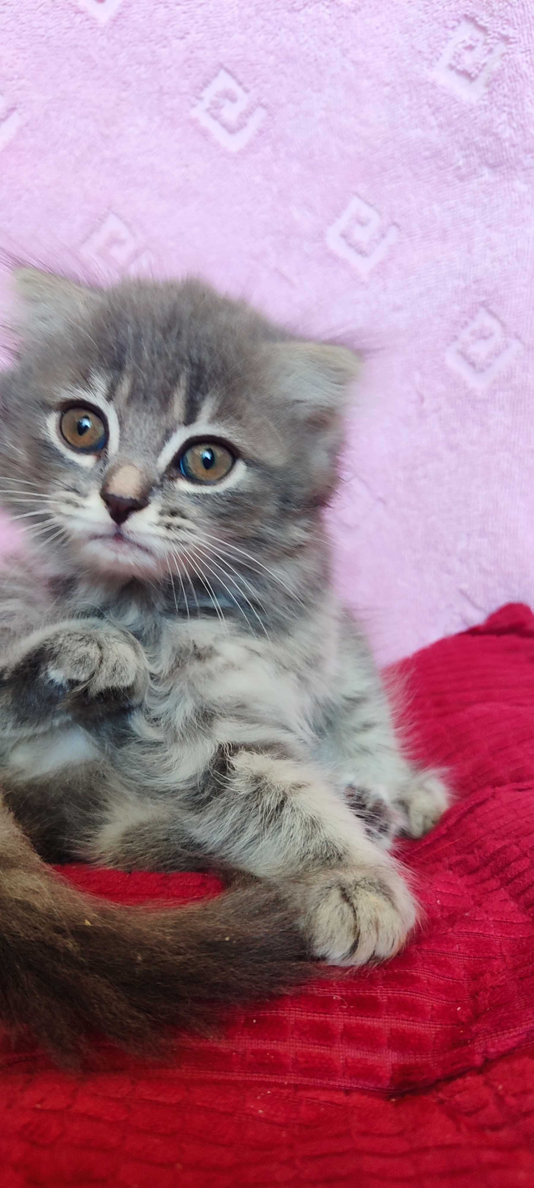г. Астана. Котята