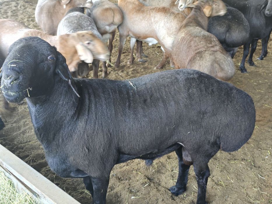 Arashan zotli qo’ylar Sotiladi kg. 80.000. Dan