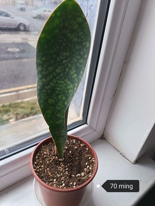 Hona gullari sotiladi