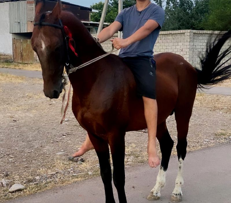 Жеребец чистокровный алхатекинец
