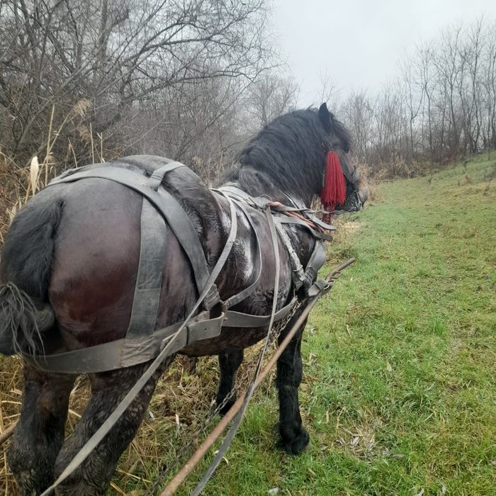 Vând armăsar învățat la ham