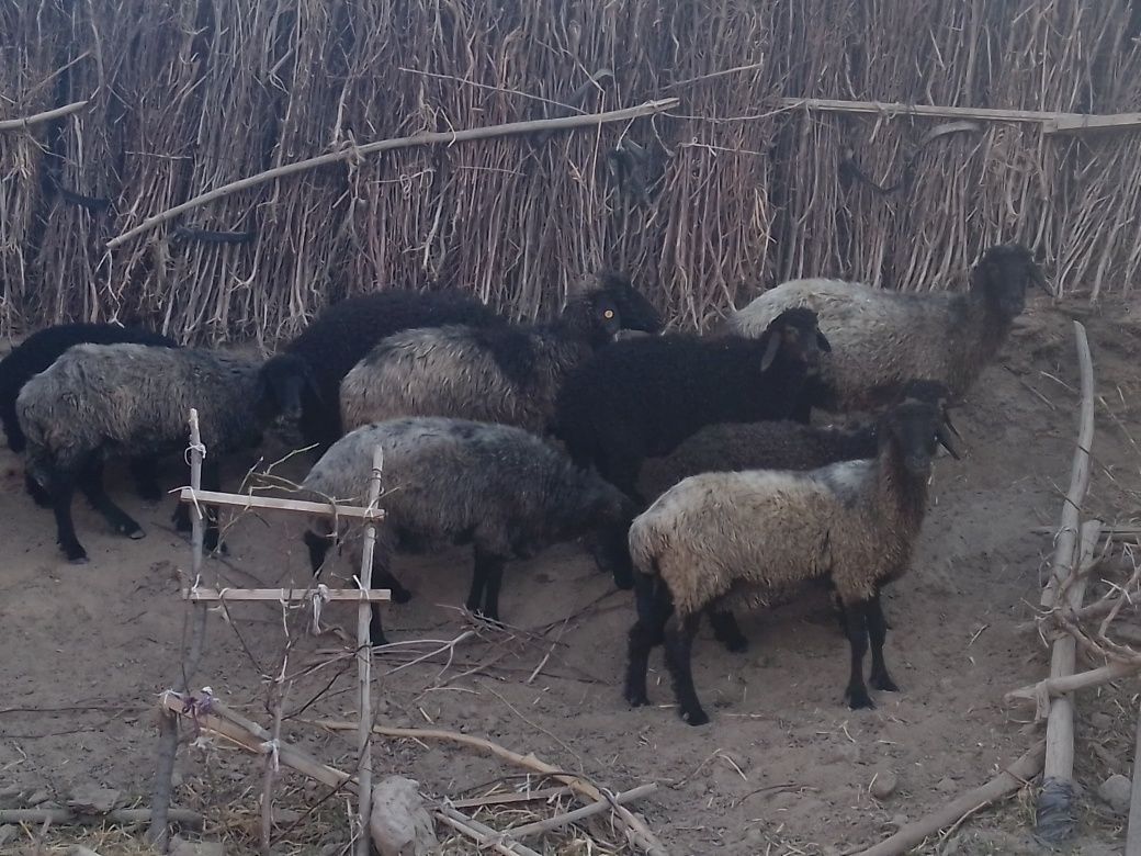 Qo'y va qo'zilar sotiladi Manzil Yangibozor tumani