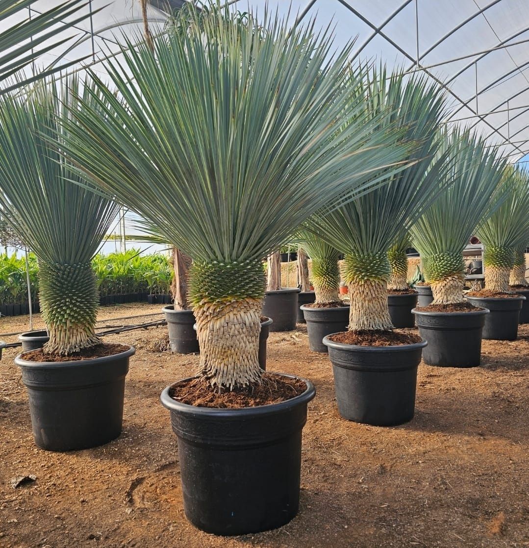 Plante Ornamentale de Vânzare