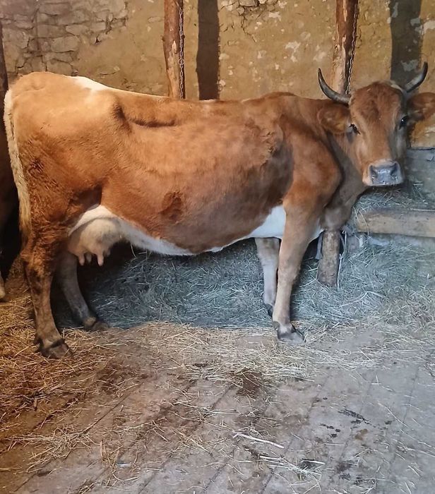 Корова здоровая не прихотливая