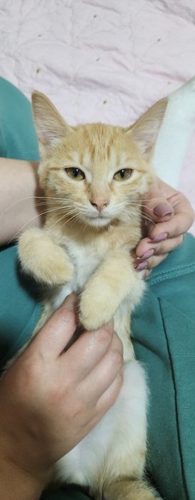 Отдам кошку в добрые руки, К лотку приучена, лоток к кошке прилагается