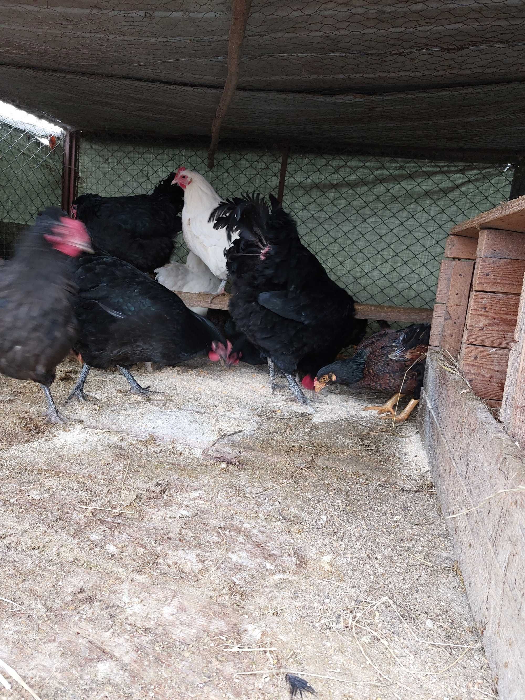 Gaini Australorp Negru