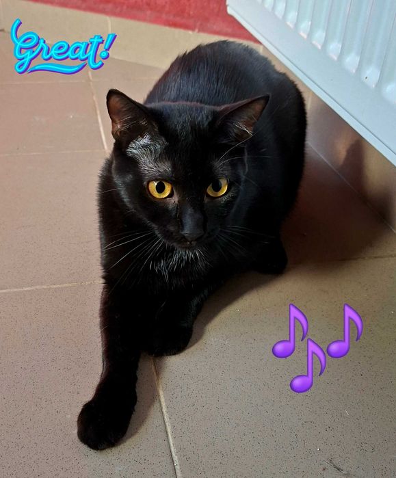 Adoptie pisica neagra castrata