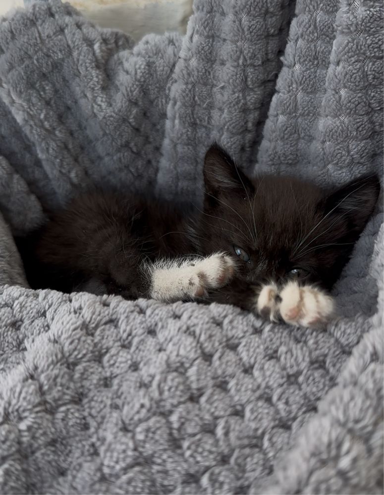 Котята ищут дом!