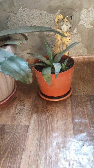 Продам детку Агавы