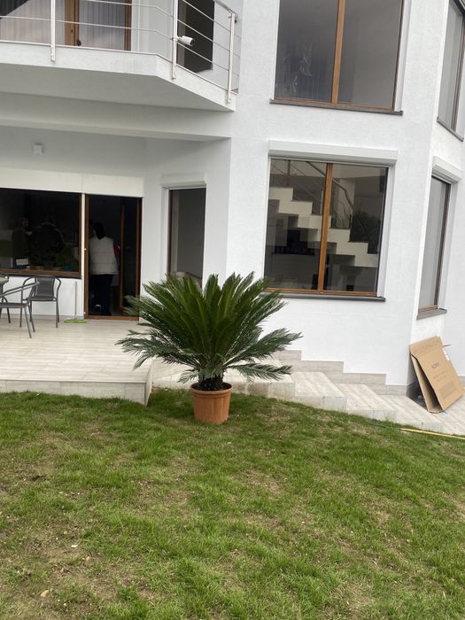 Palmier măslin plante exotice etc