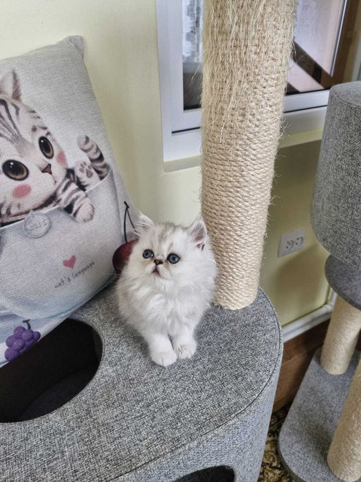 Motanel persan cu pedigree