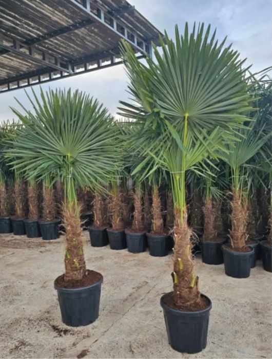 Palmieri diferite specii transport oriunde în țară