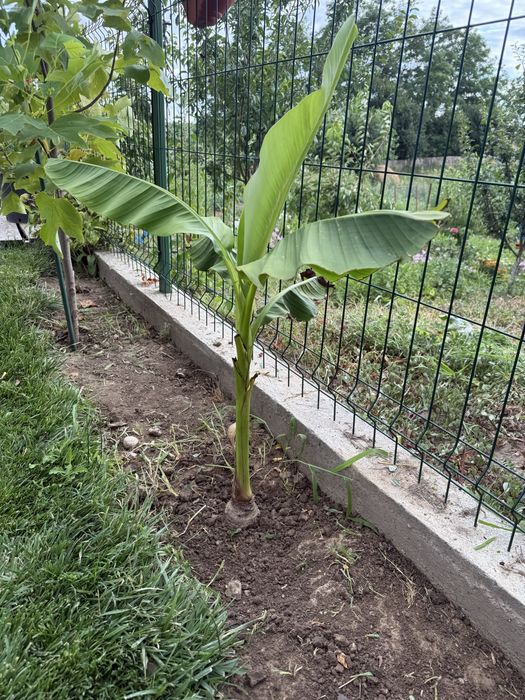 Pui bananier la giveci