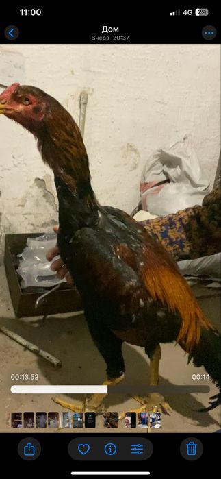 дакан петух рост высокий