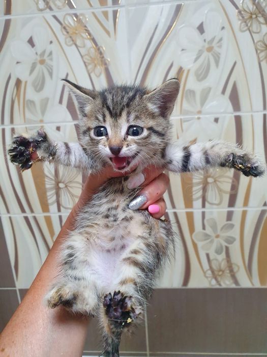 Отдам котят в хорошие руки