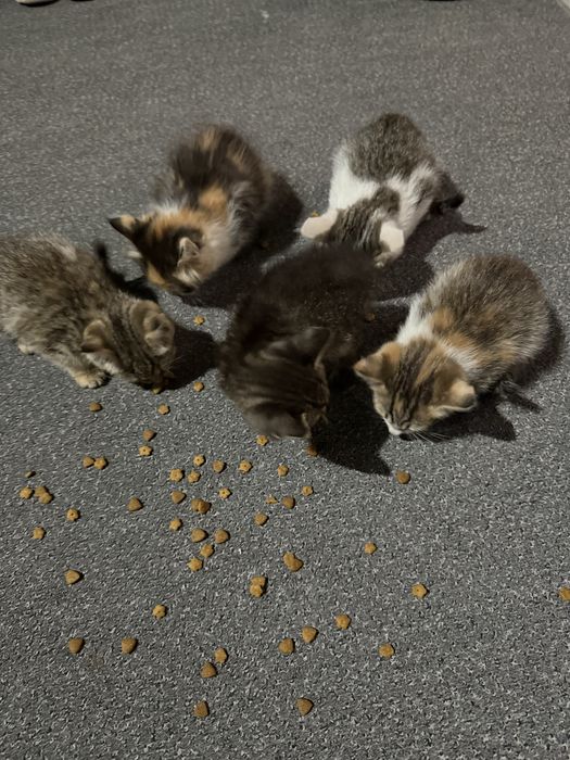 Отдам котят в хорошие руки
