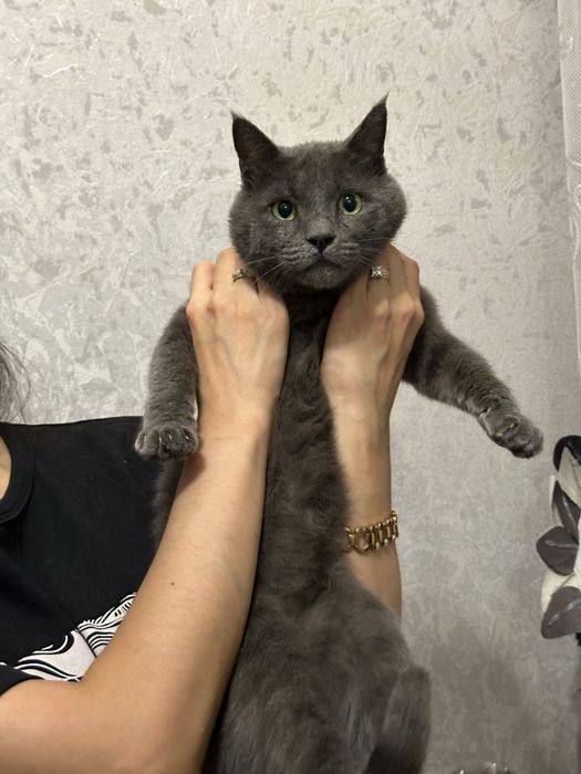 Потерялся кот британский