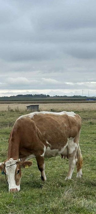 Vaca de vânzare al 3vitel