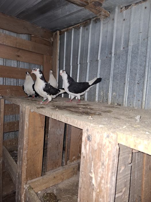 Disponibili jucatori