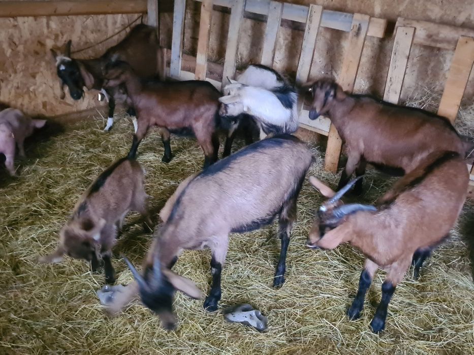 Capre alpin franceze