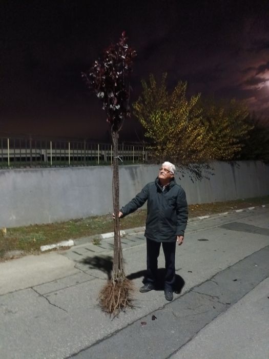 Prunus cerasifera nigra/ corcodus rosu ornamental/ copaci umbra