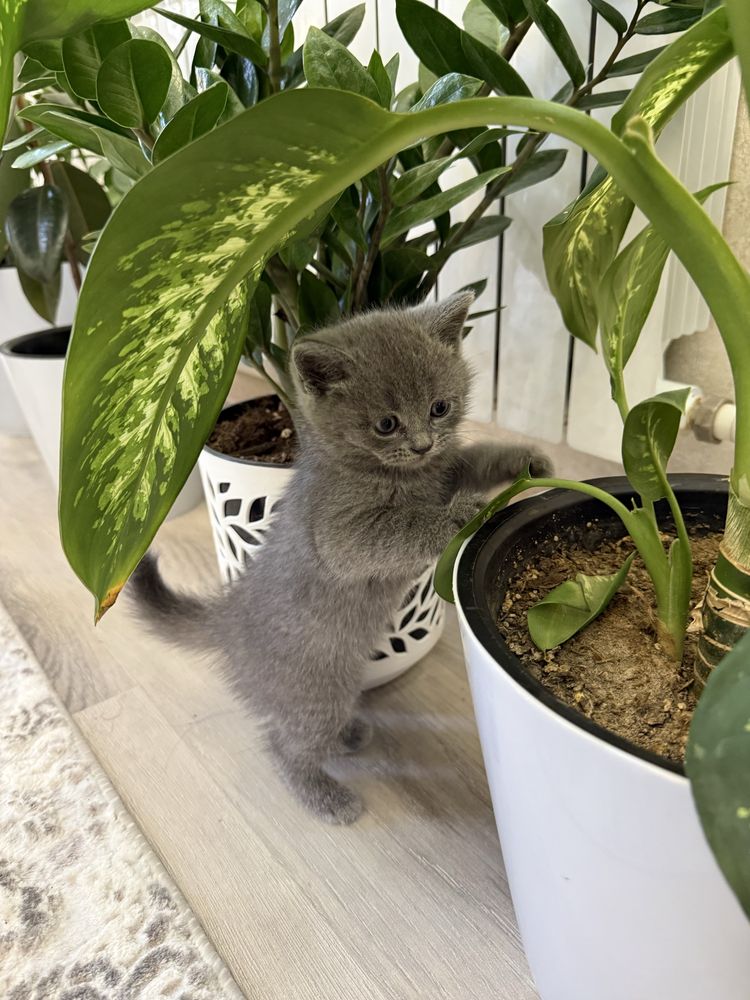 Британские котята