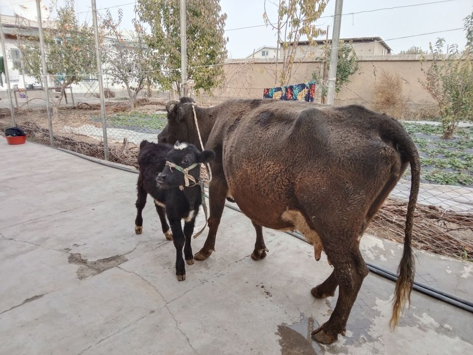 Кордова продается