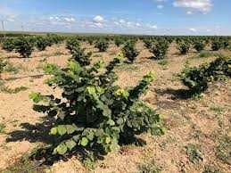 Va ajutam cu infiintarea livezilor/subventionate de stat.Nuci/Aluni-RO