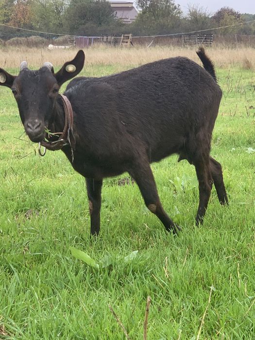 Capre murciano rasa pura