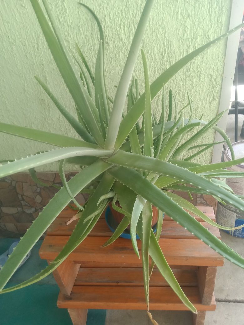 Продам Алоэ  вера
