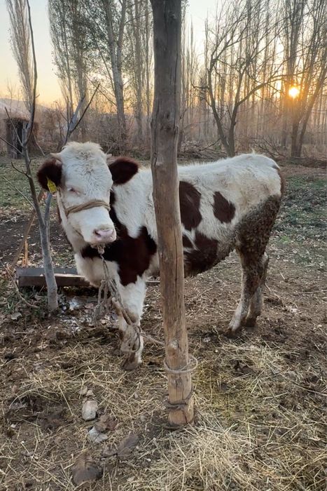 Симментал тана 1 жасар