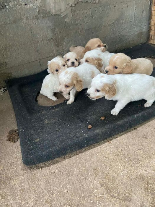 Продават се малки кокери