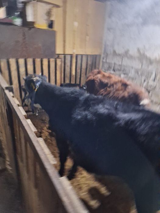 Продажа домашних животных корова с теленком