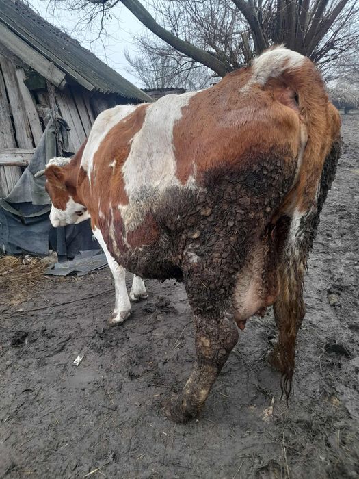 Vând vacă gestantă