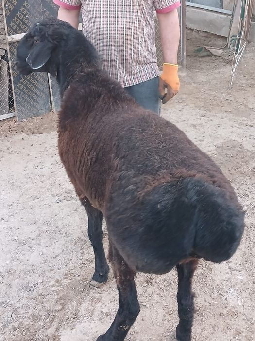 Қошқар сатылады 130мың тг