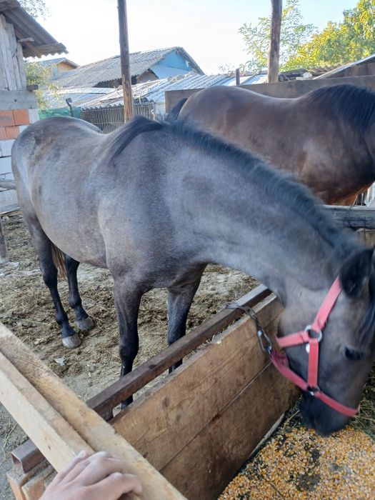 Vând iapa de 3 ani(pozele sunt vechi)