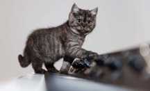 British shorthair brown