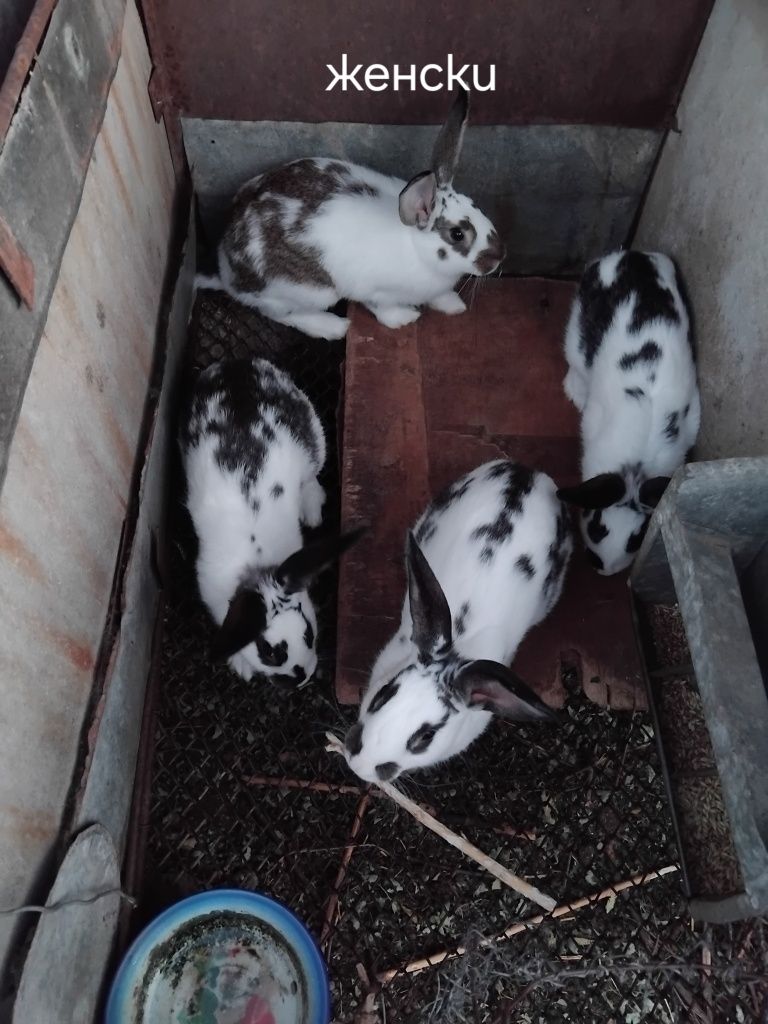 Продавам зайци на пет месеца