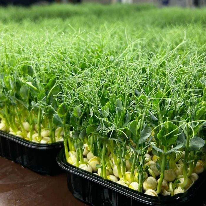 Микрозелень сатылады.