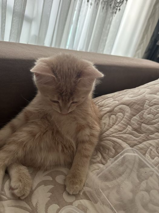 Отдам котенка в хорошие руки