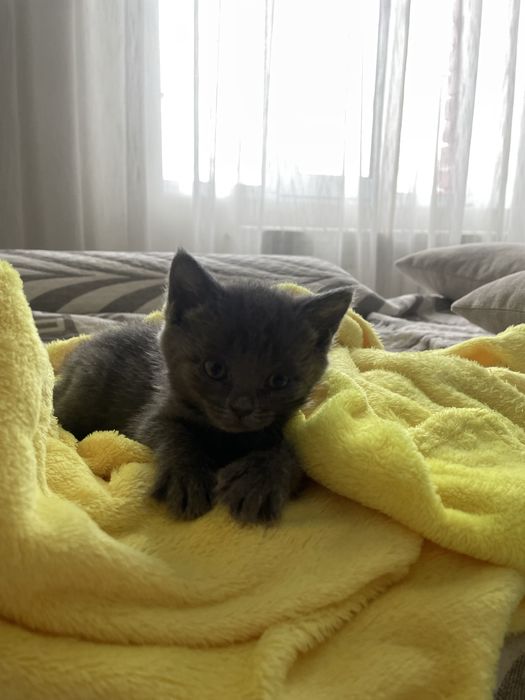 Котенок британец