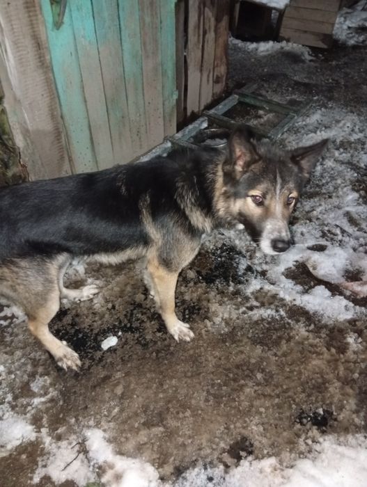 Отдам в хорошие руки