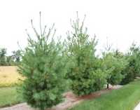 Puieti pin strob-Pinus strobus, calitate Premium-livrare din pepiniera